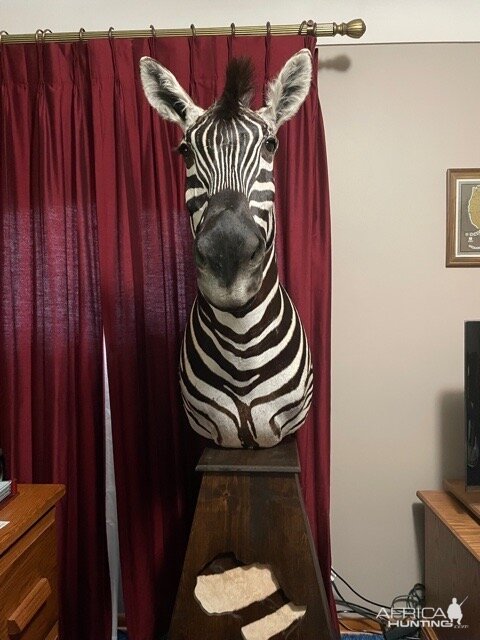 Zebra Pedestal Taxidermy