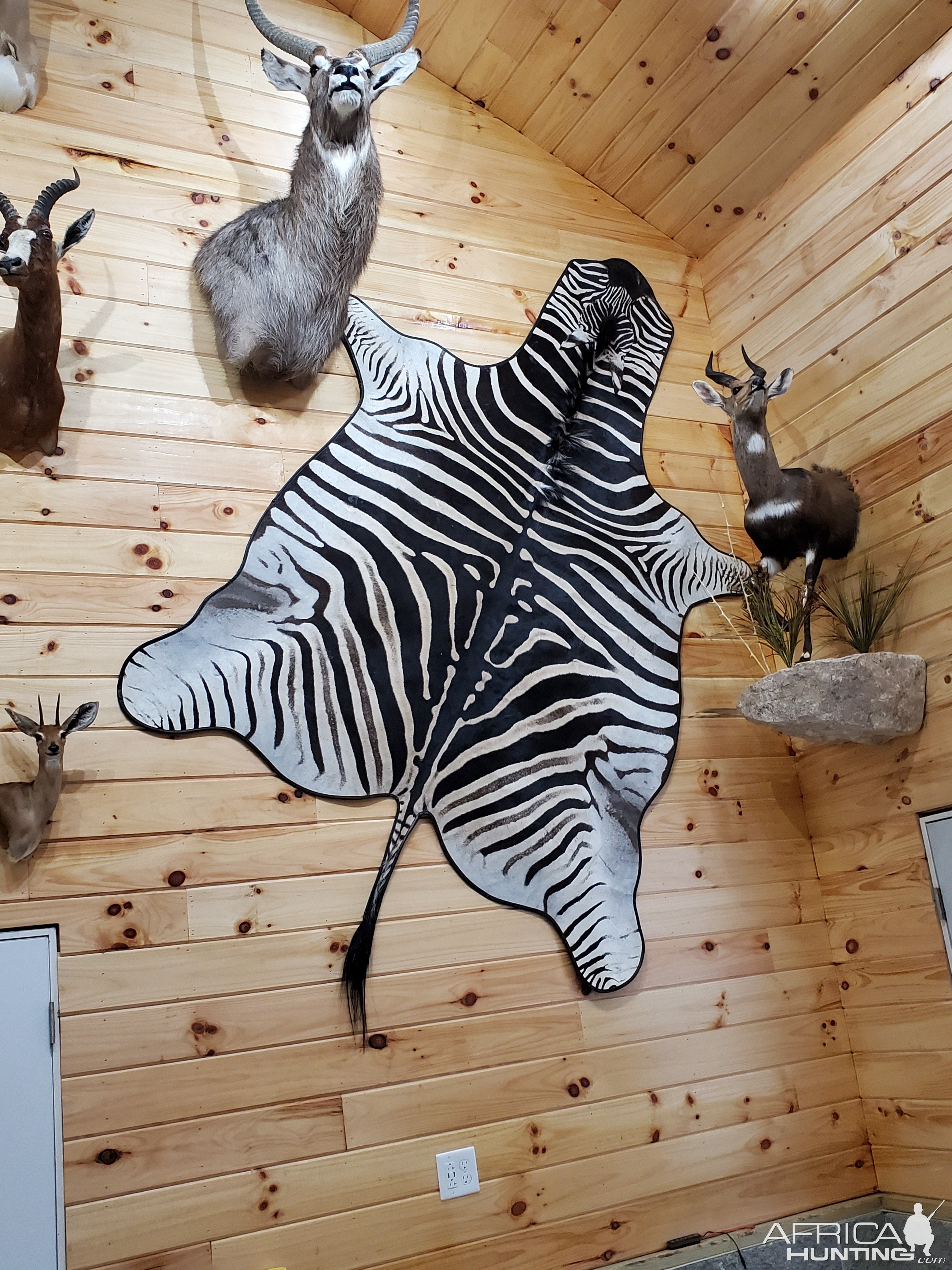Zebra Rug