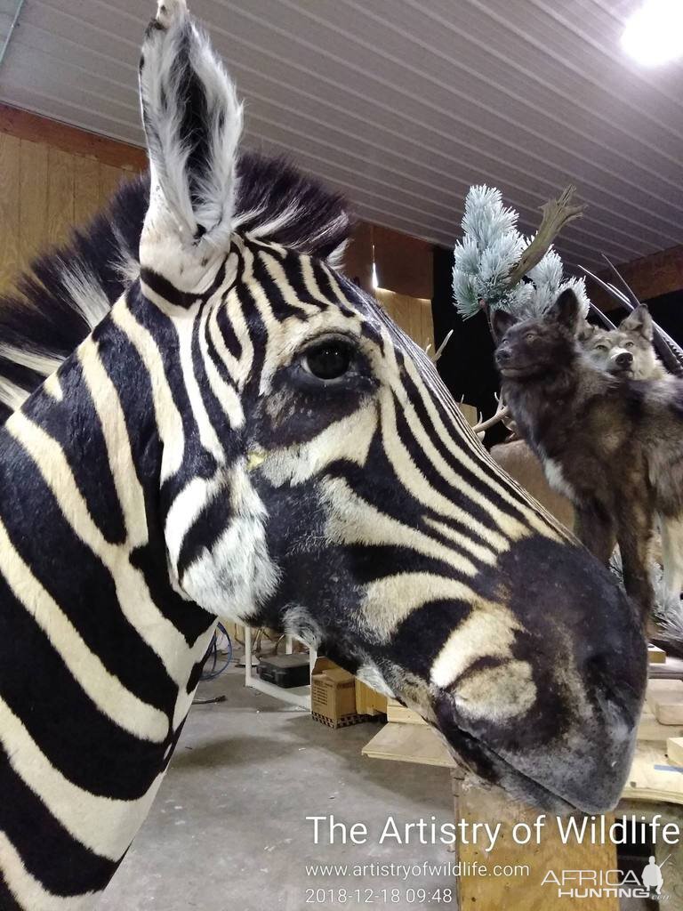 Zebra Shoulder Mount Taxidermy Fixed