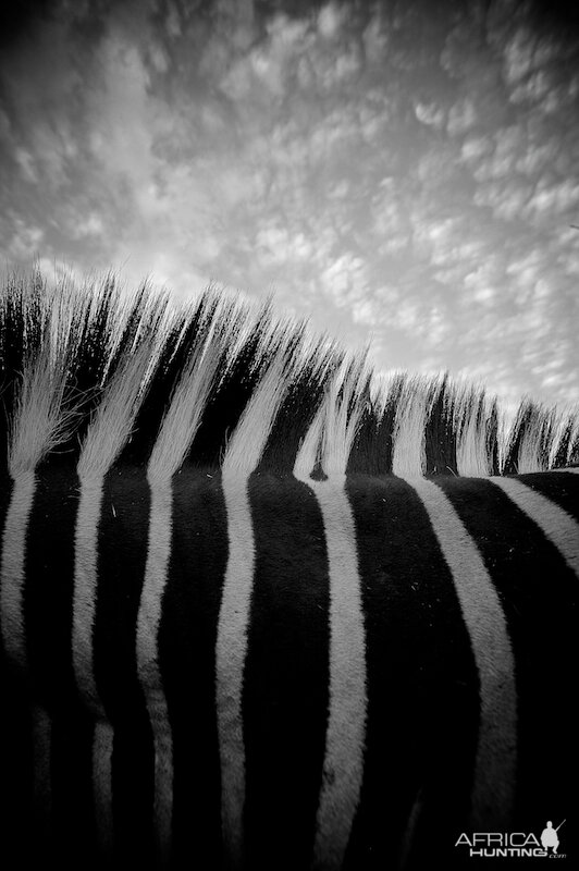 zebra sky