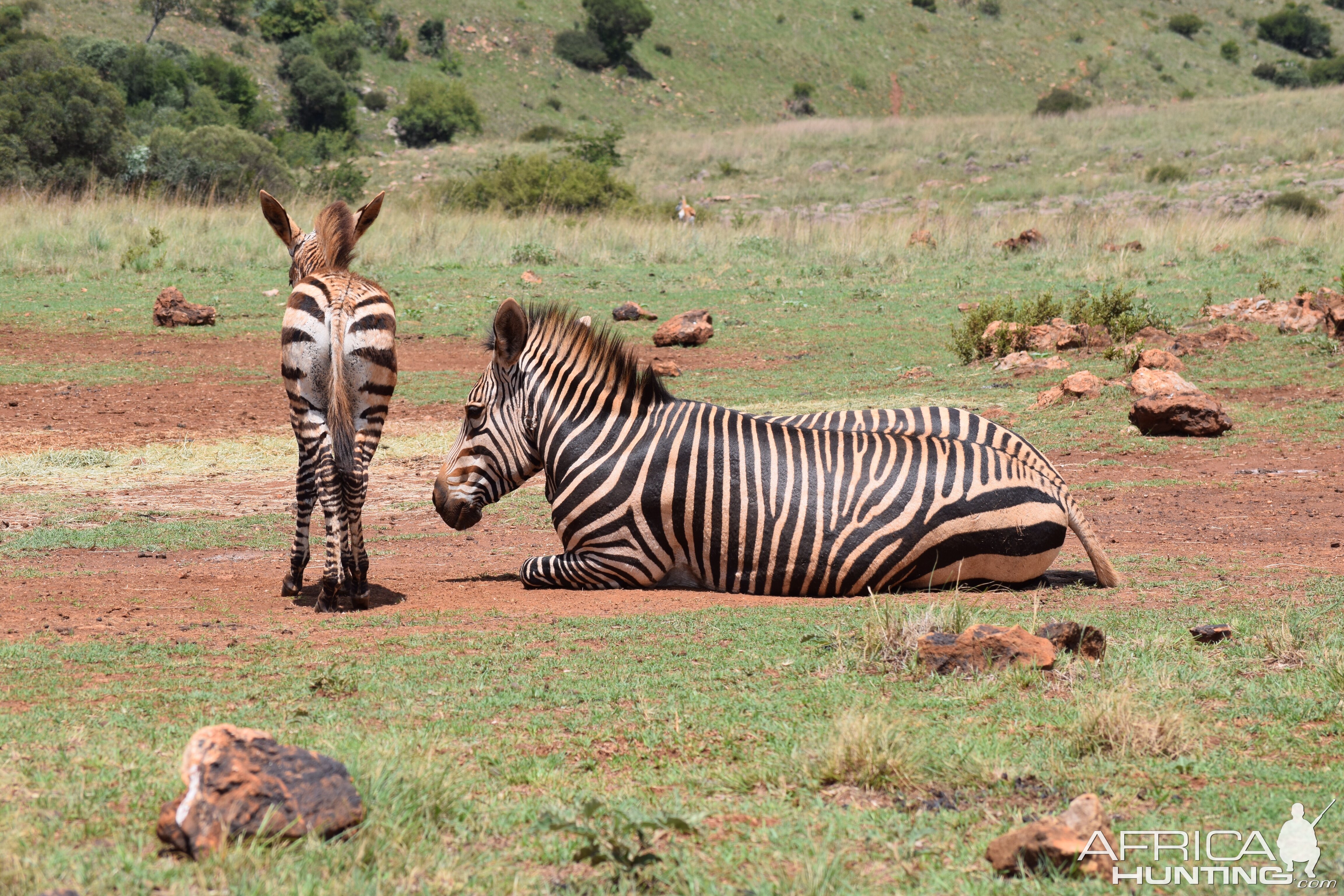 Zebra South Africa