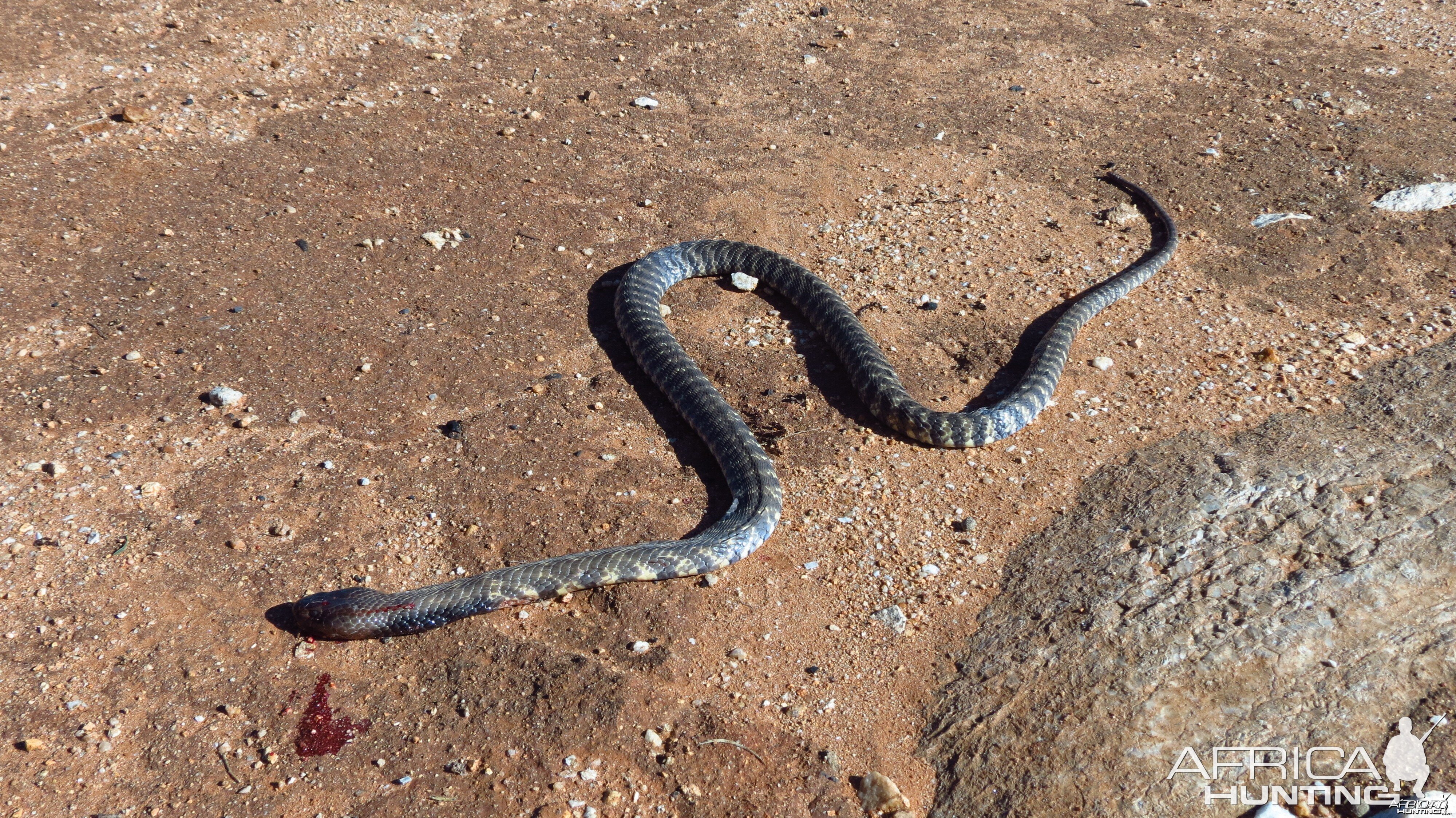 Zebra Spitting Cobra aka Zebra Snake