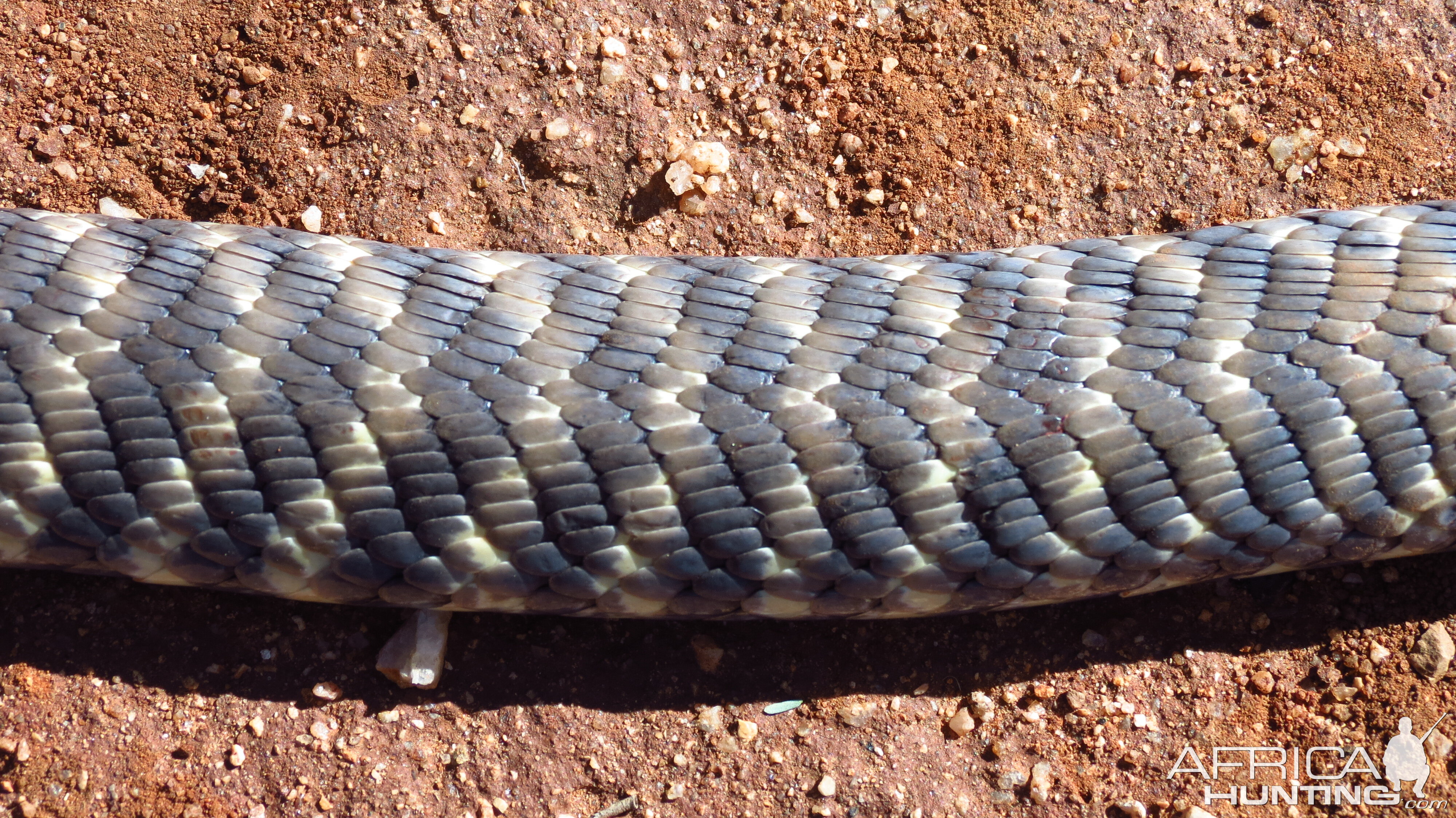 Zebra Spitting Cobra aka Zebra Snake