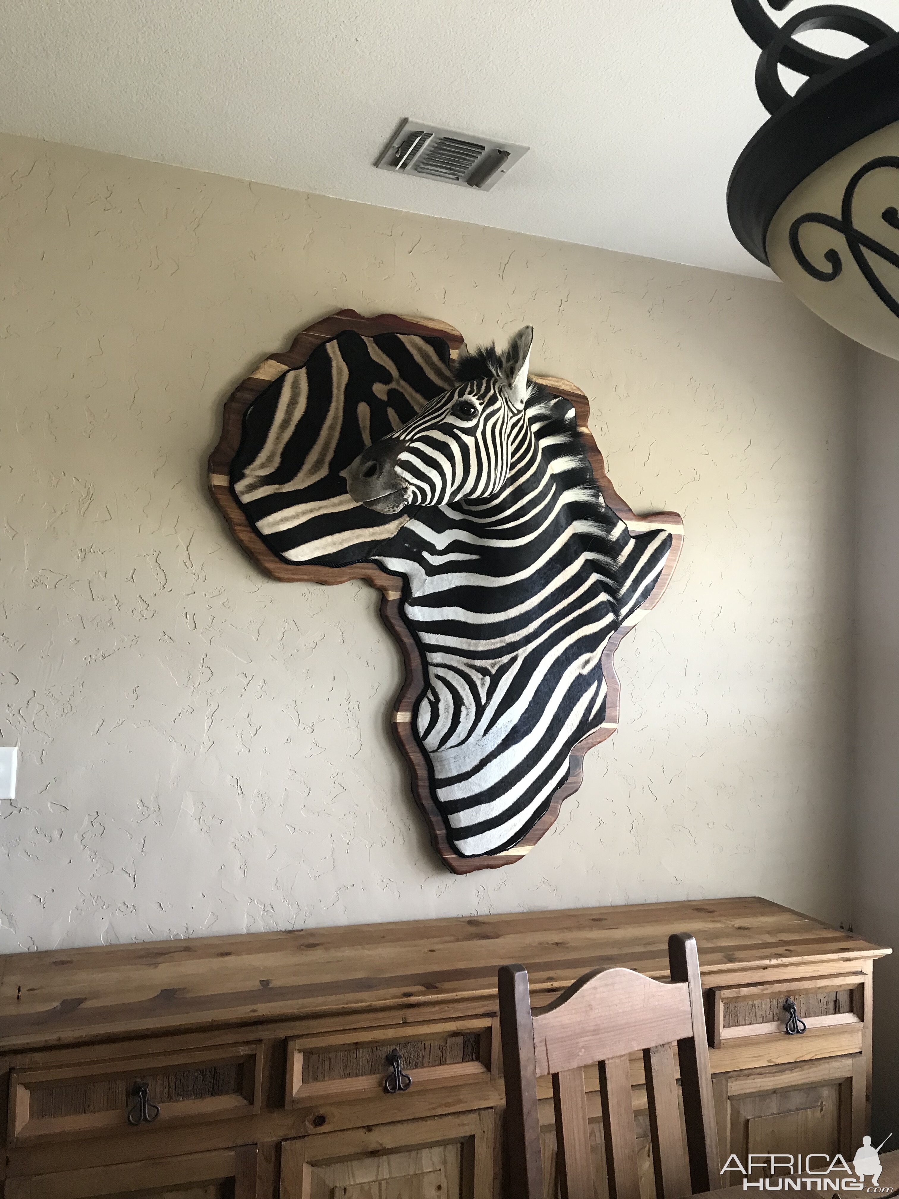 Zebra Taxidermy
