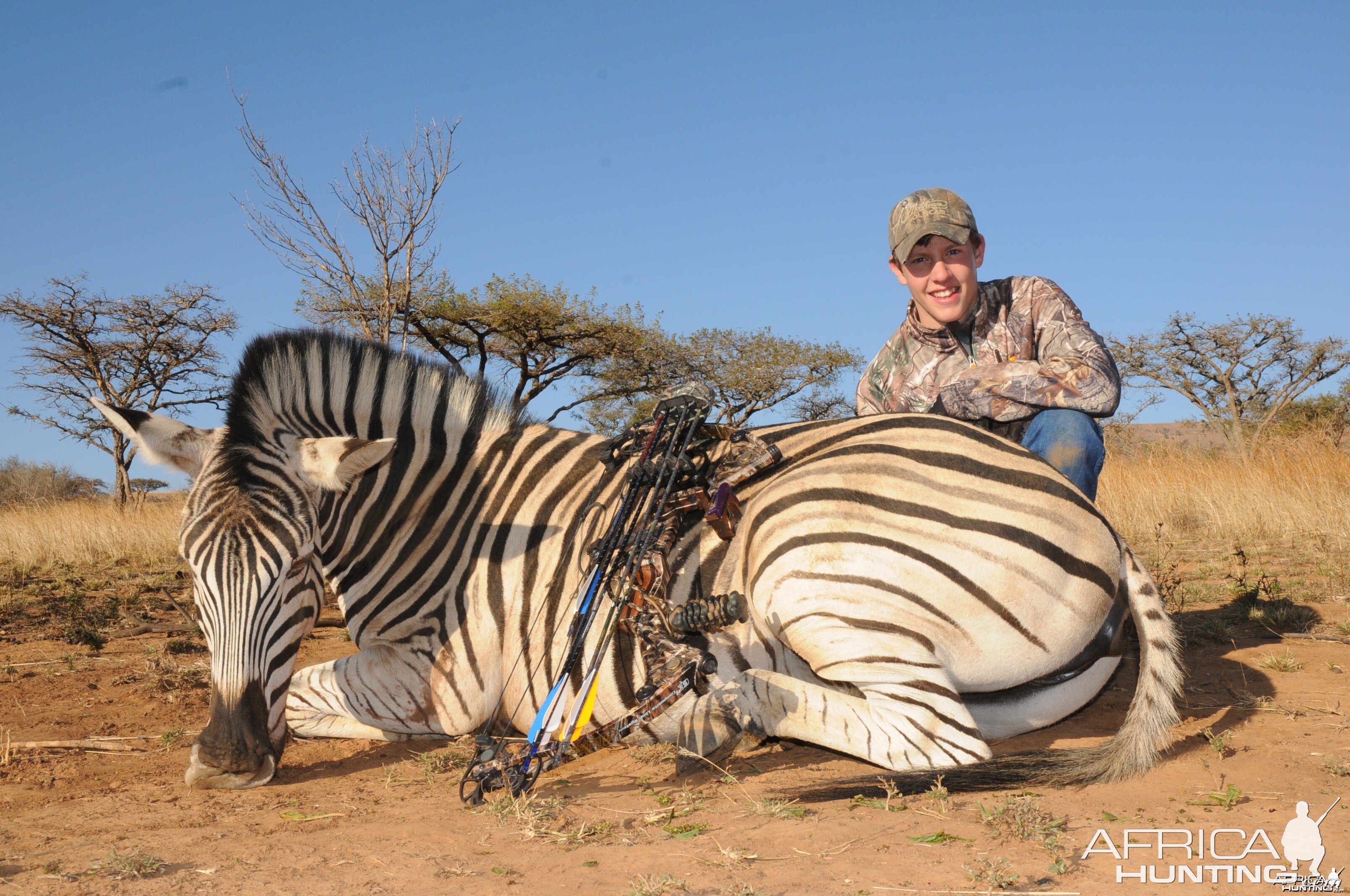 Zebra with a bow