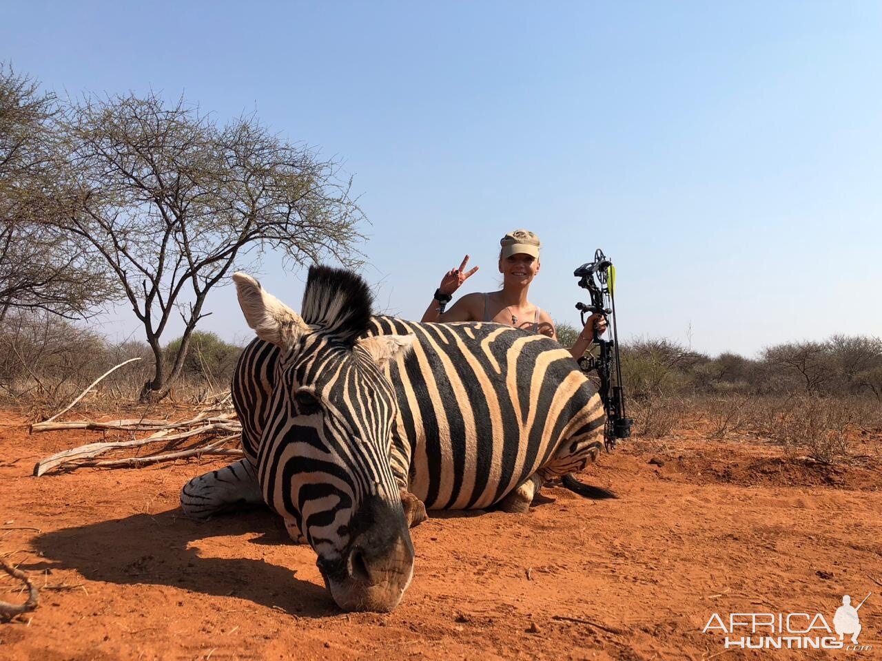 Zebra