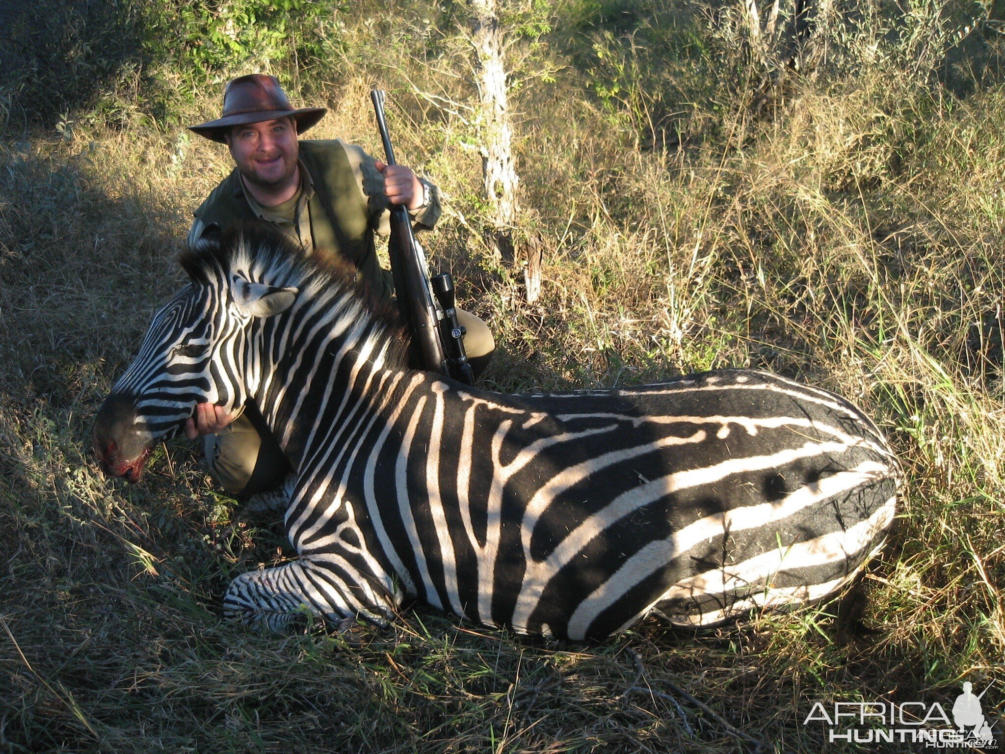 Zebra