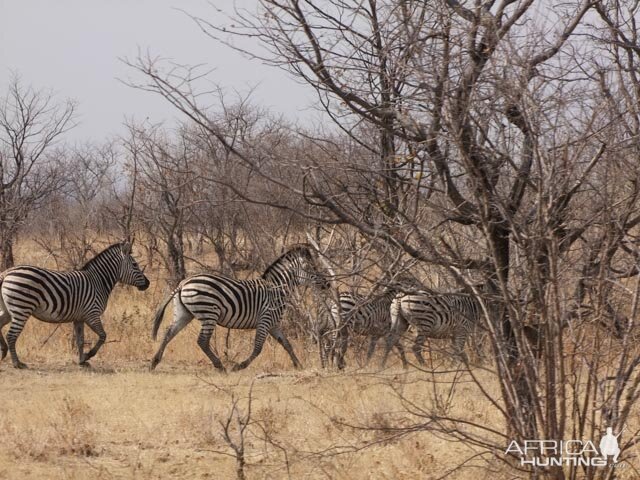 Zebra