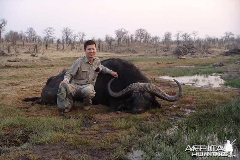 Zimbabwe Buffalo - 2