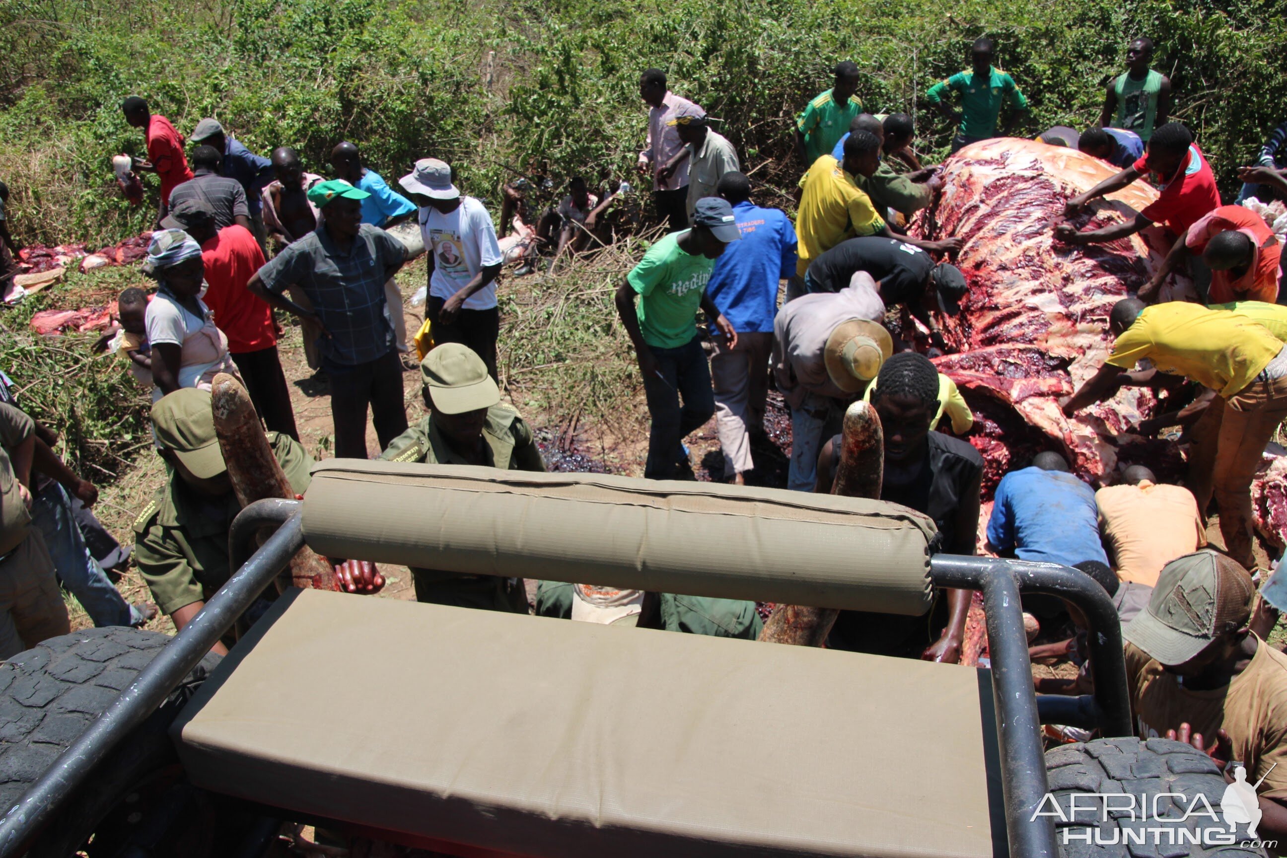 Zimbabwe Butchering Elephant