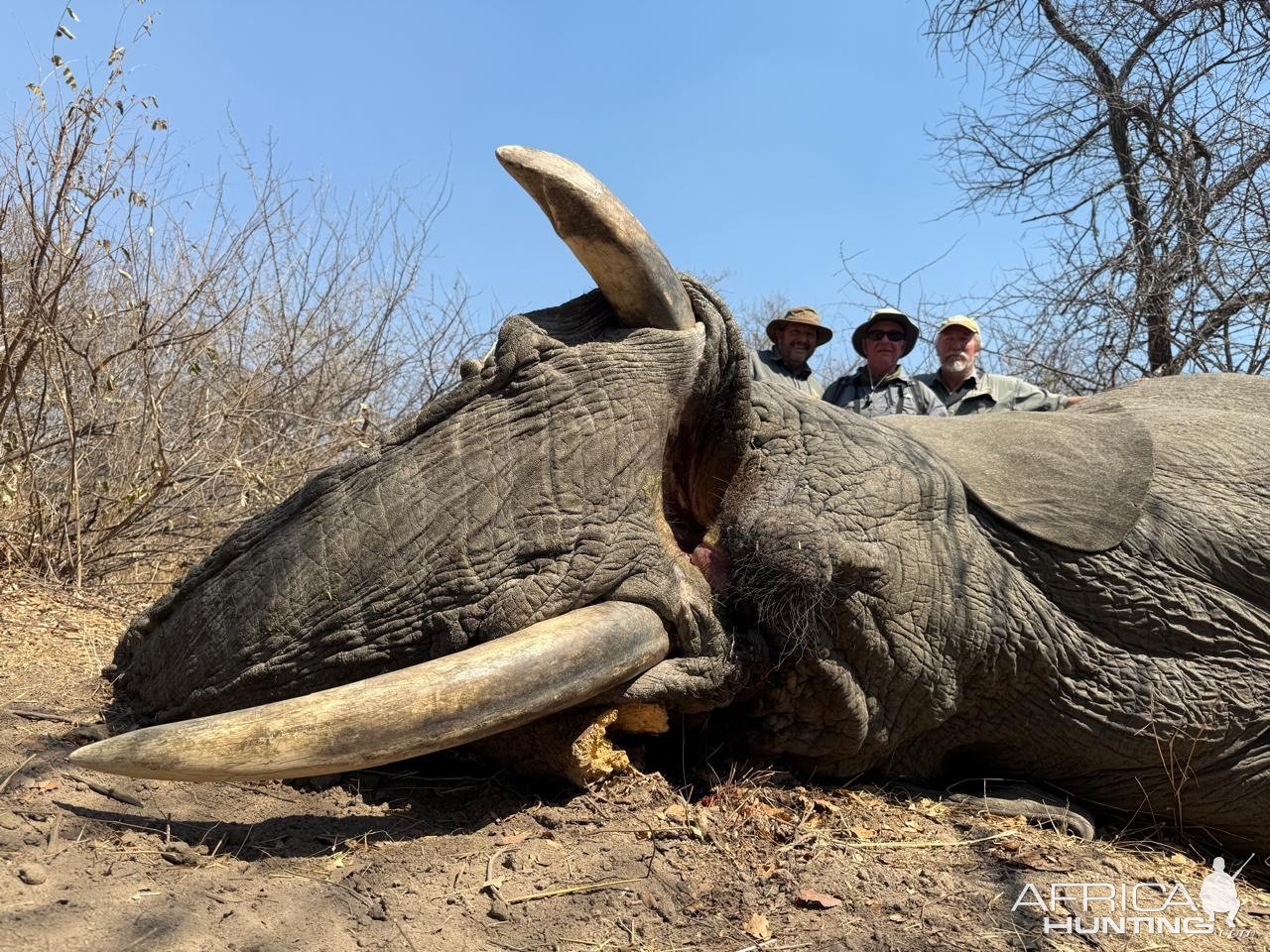 Zimbabwe Elephant Hunt