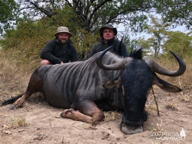 Zimbabwe Hunt Blue Wildebeest