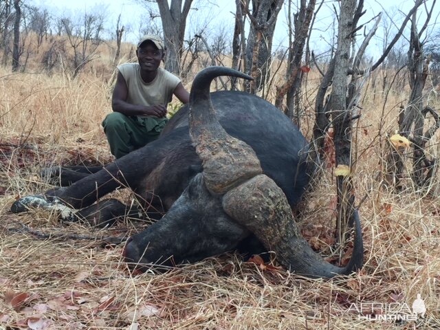 Zimbabwe Hunt Cape Buffalo