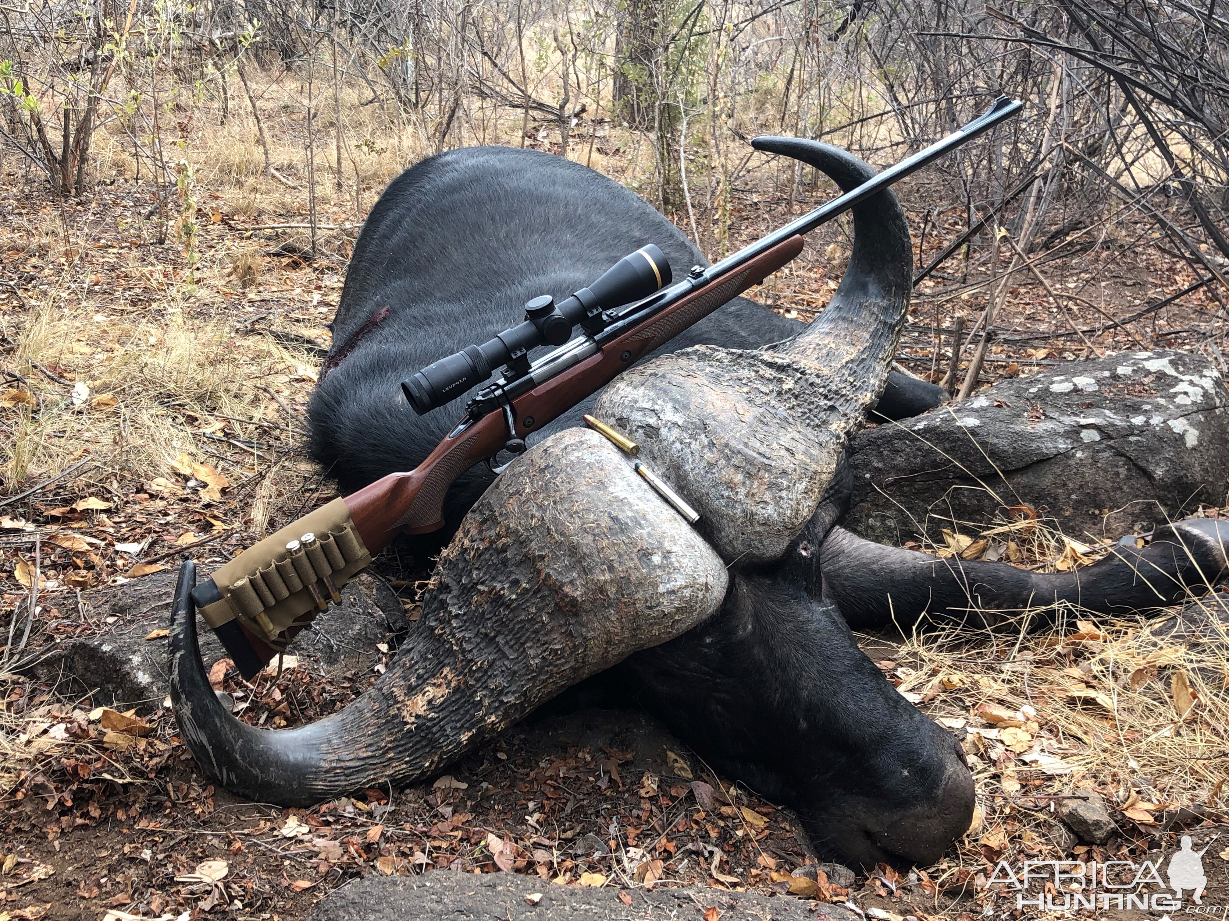 Zimbabwe Hunt Cape Buffalo