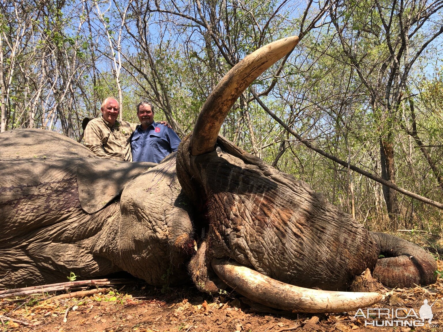 Zimbabwe Hunt Elephant