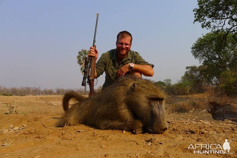 Zimbabwe Hunting Baboon