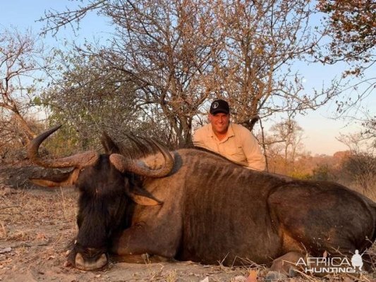 Zimbabwe Hunting Blue Wildebeest