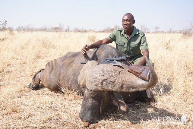 Zimbabwe Hunting Buffalo