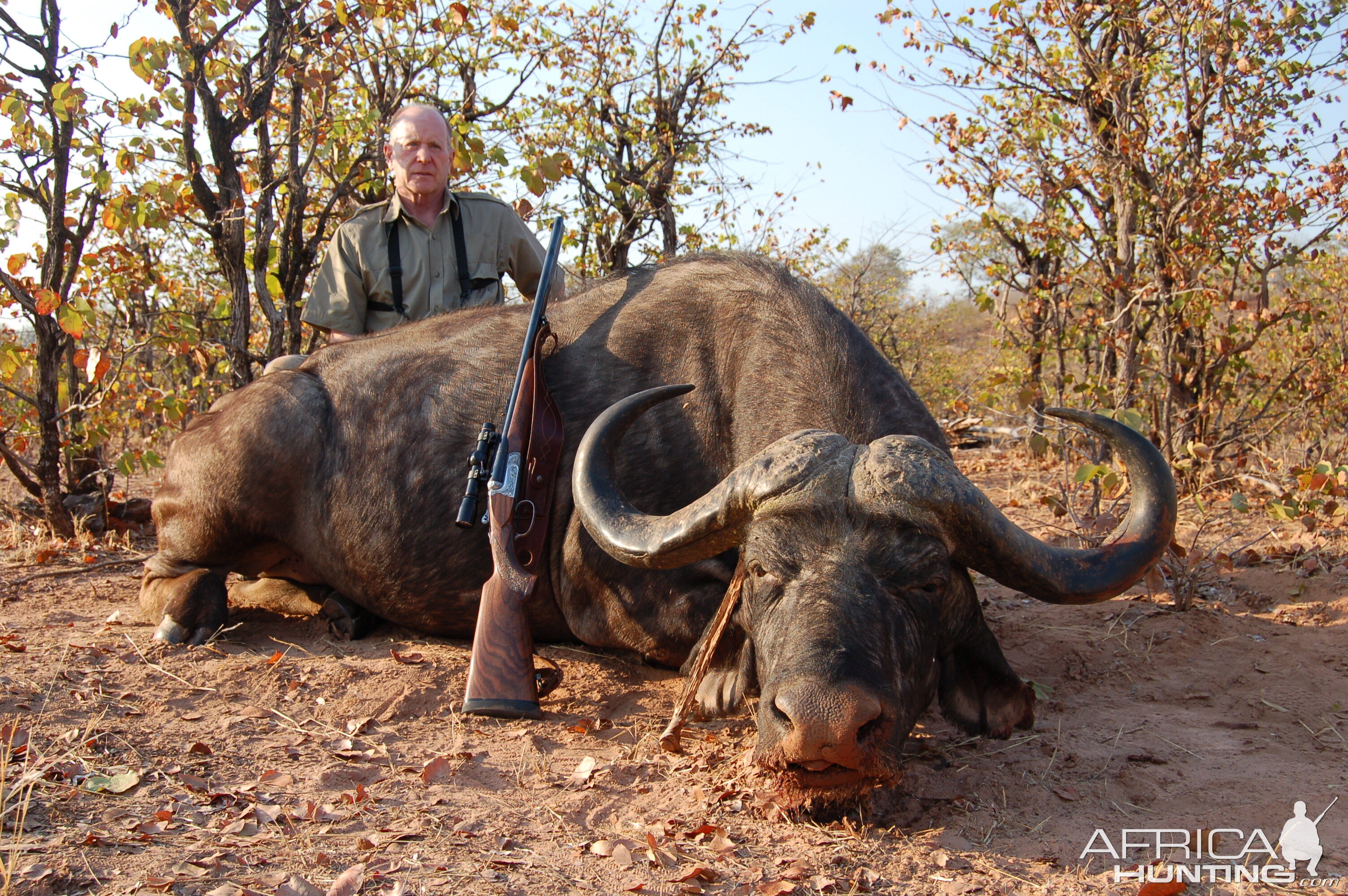 Zimbabwe Hunting Buffalo