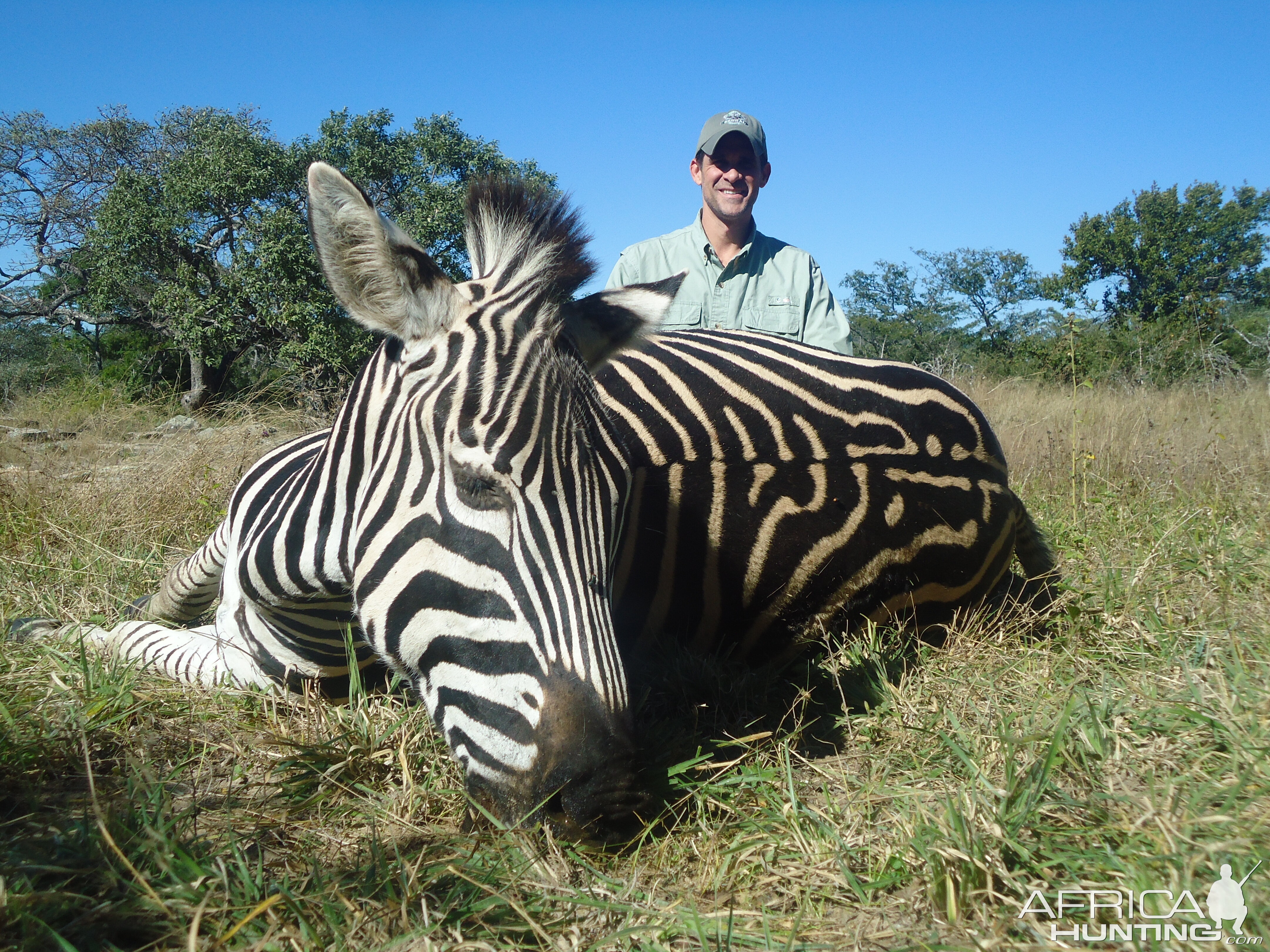 Zimbabwe Hunting Burchell's Plain Zebra