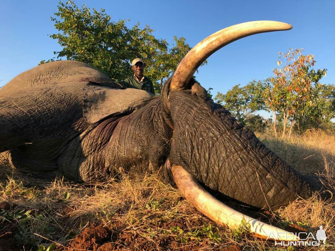 Zimbabwe Hunting Elephant