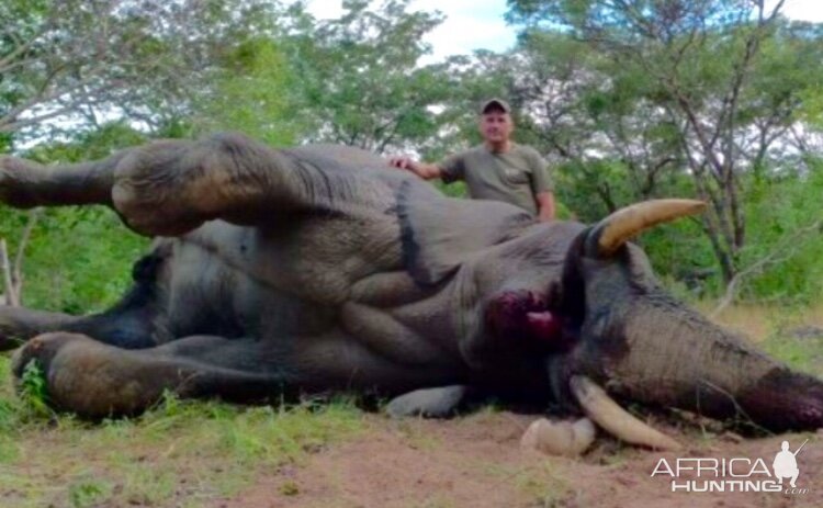 Zimbabwe Hunting Elephant