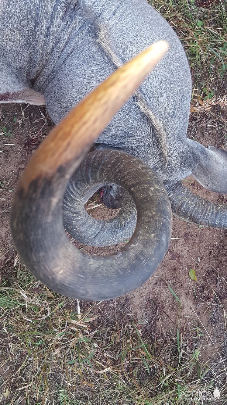 Zimbabwe Kudu Hunt