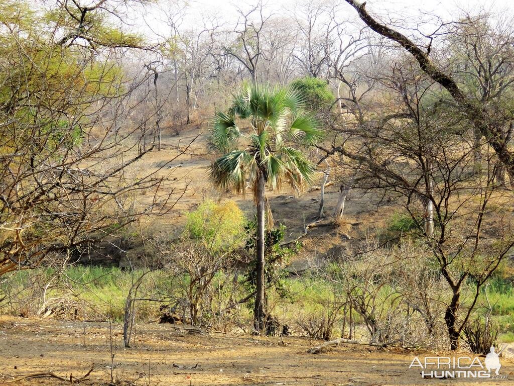 Zimbabwe Palm tree