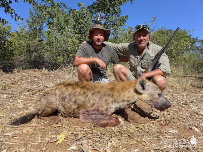 Zimbabwe Spotted Hyena Hunt