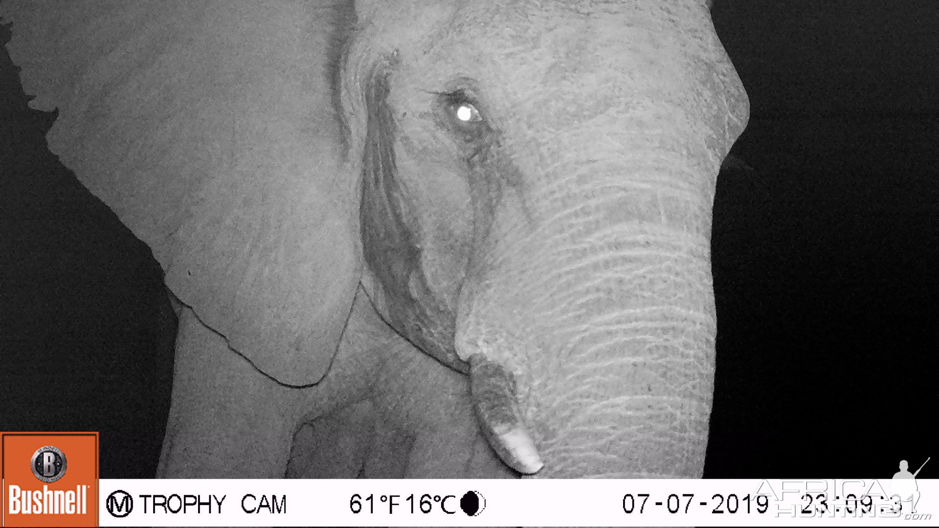 Zimbabwe Trail Cam Pictures Elephant