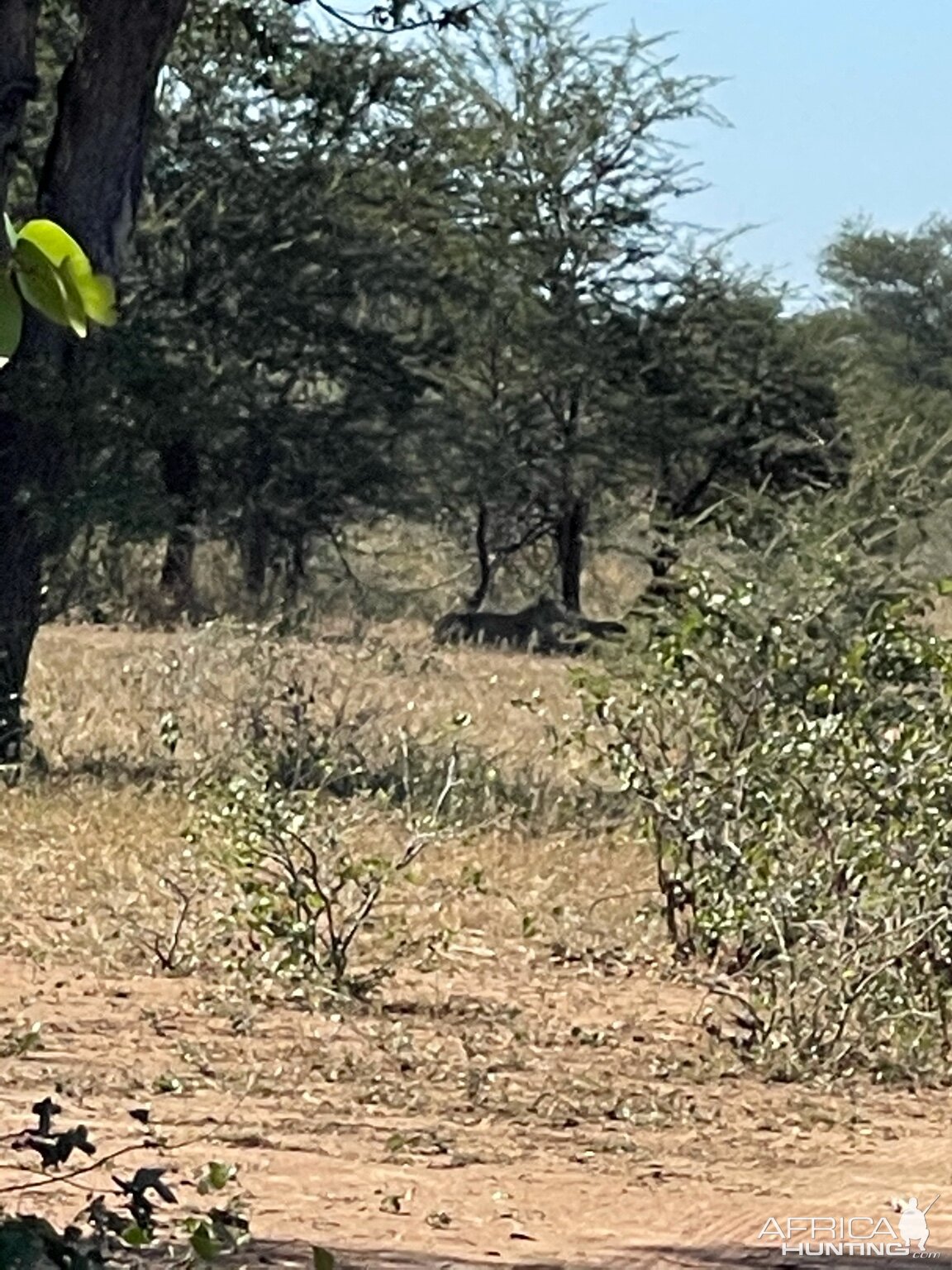Zimbabwe Wildlife