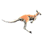 kangaroo3.gif