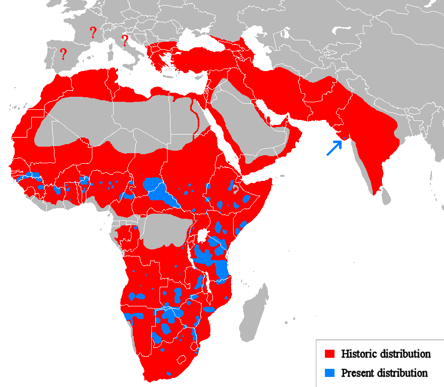 World_Lion_distribution.png