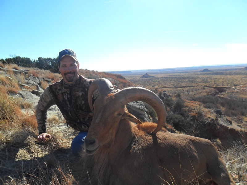 kiowaaoudad.jpg