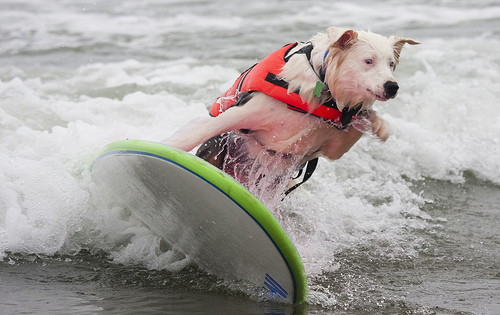 surfer.dog.jpg