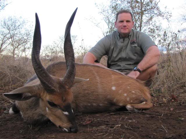 Bushbuck2Medium.jpg