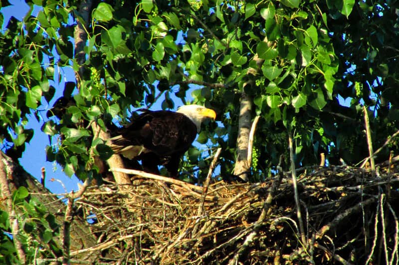 wildlifeinformer.com