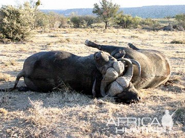 hunting-buffalo-05.jpg