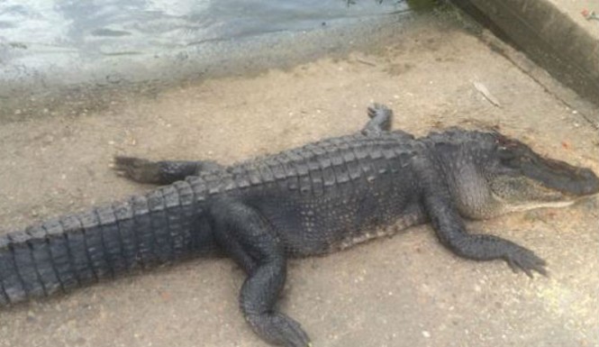 Gator-Kills-Texas-Man-665x385.jpg