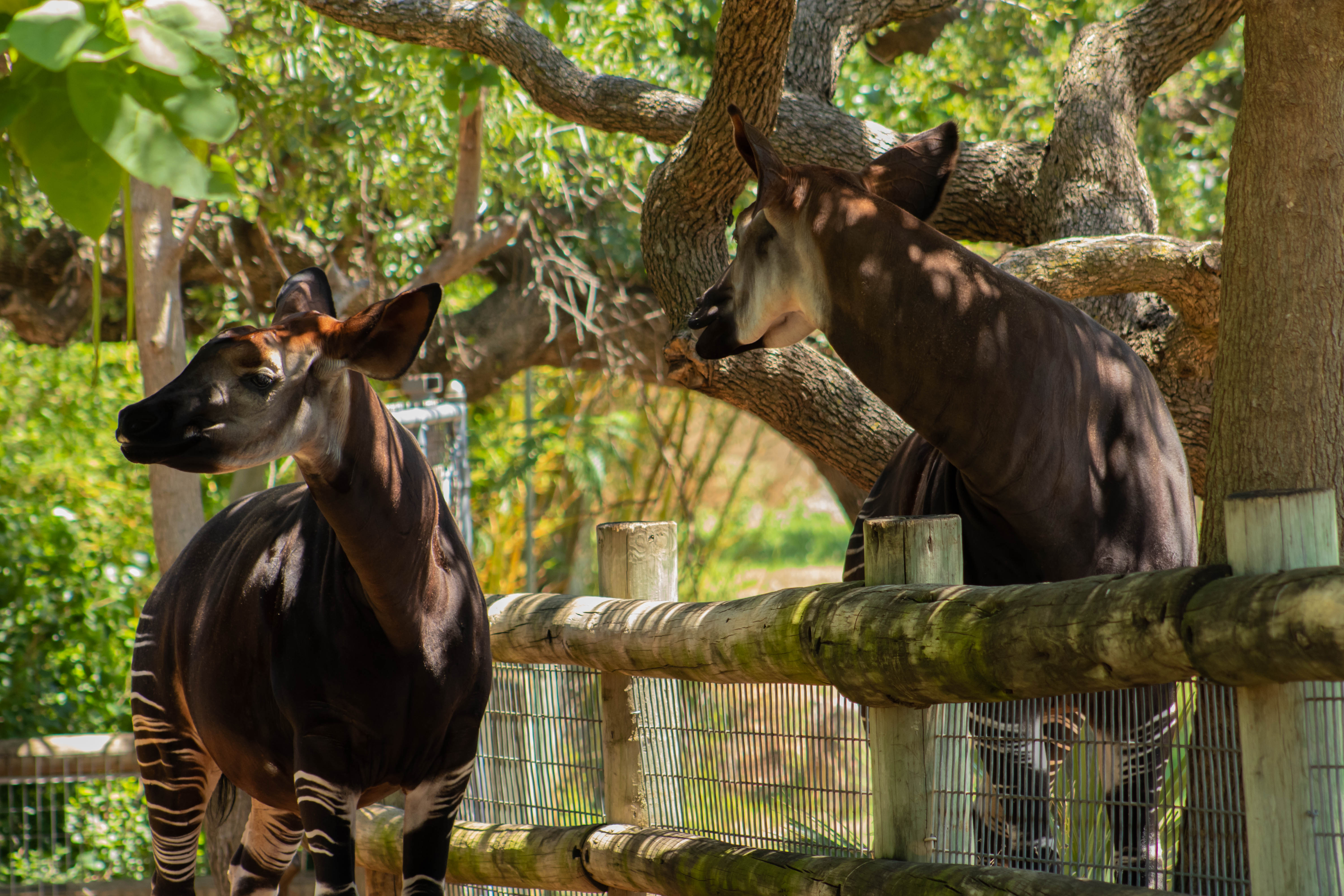 okapi_family.jpg