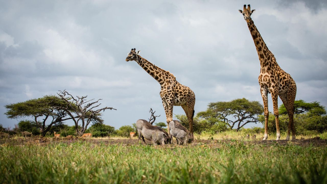 www.africam.com