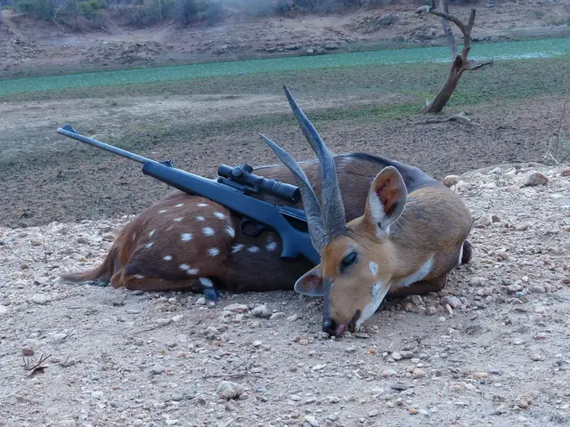 buck2