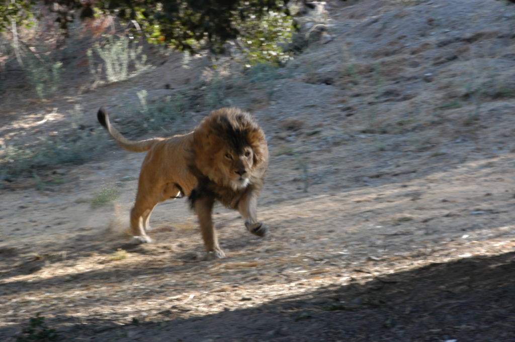 safariclub.org
