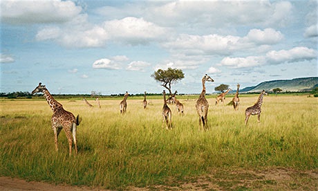 Masai-Mara-008.jpg