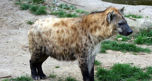 hyenaattack1-630x339.jpg