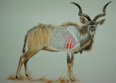 img_kudu-shoulder.jpg