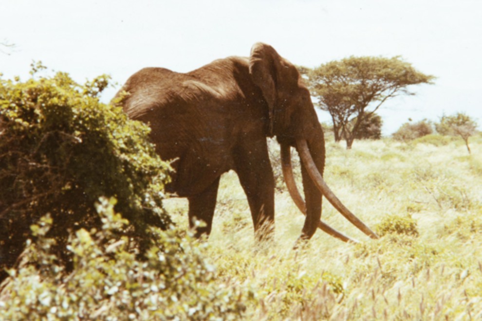 Marsabit-National-Park_Ahmed-the-elephant.jpg