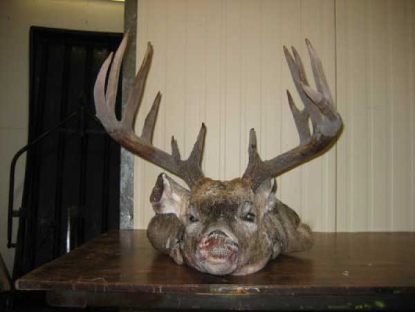 deer_11.jpg