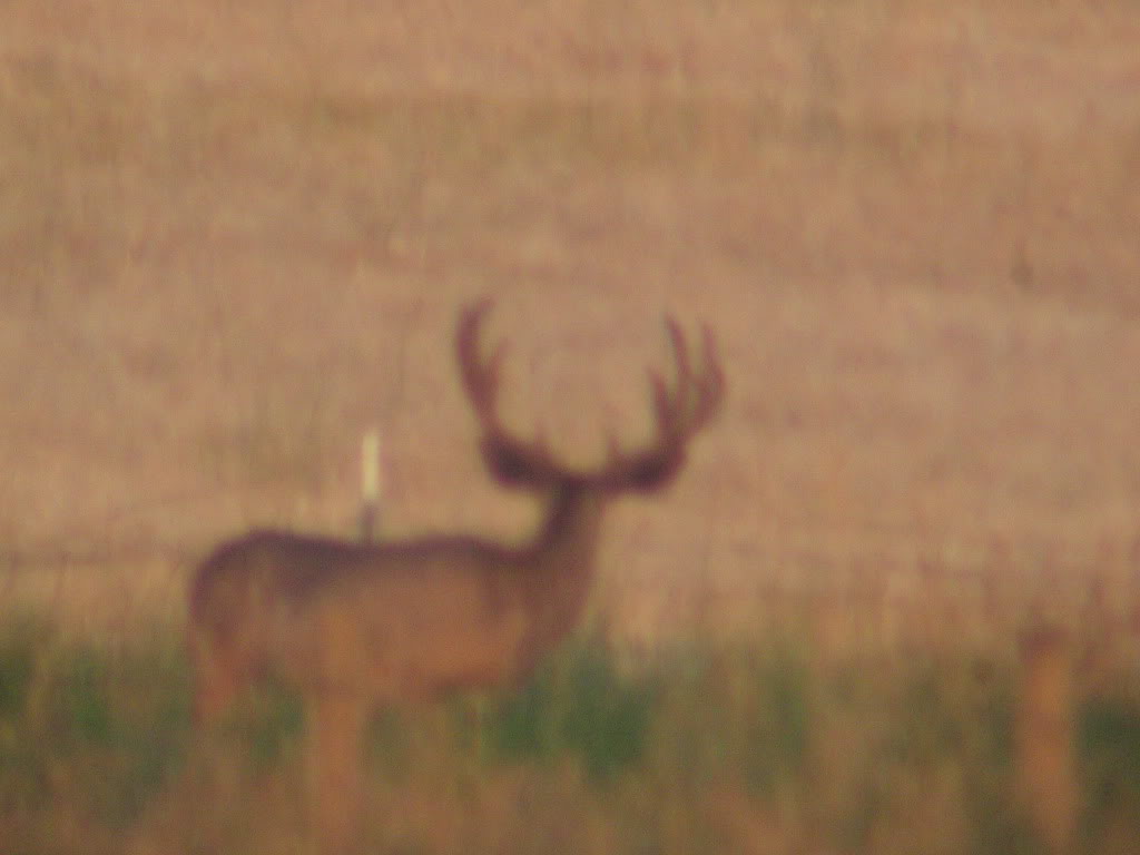 elk2009116.jpg