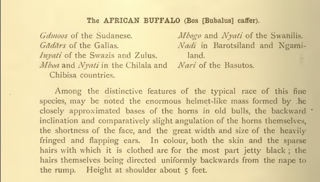 africanbuffalo.jpg